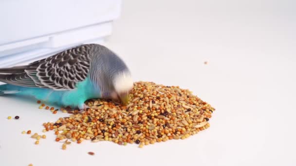 Modrý vlnitý papoušek jí potravu pro ptáky na bílém pozadí. obchod se zvířaty. — Stock video