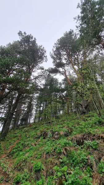 Montañas cubiertas de árboles verdes. viajes a las montañas en primavera. —  Fotos de Stock