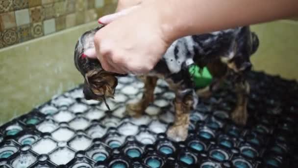 Groomer bathes in the shower of Yorkshire Terrier — Stock Video