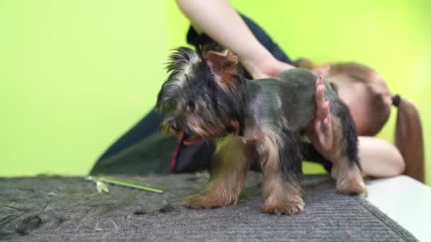 Pielęgniarka strzyże Yorkshire Terrier nożyczkami. dodatki w sklepie zoologicznym — Wideo stockowe