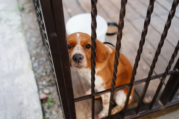 Ein trauriger Hund hinter den Metallstangen des Zauns. — Stockfoto