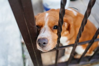 Çitin metal parmaklıklarının arkasında üzgün bir köpek. 