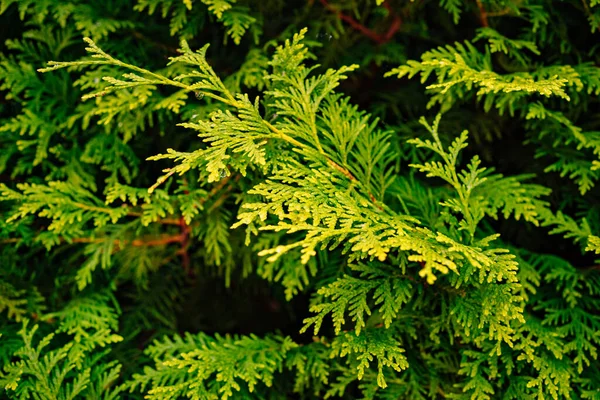 Grüne Thuja-Zweige. immergrüne Nadelpflanze. — Stockfoto