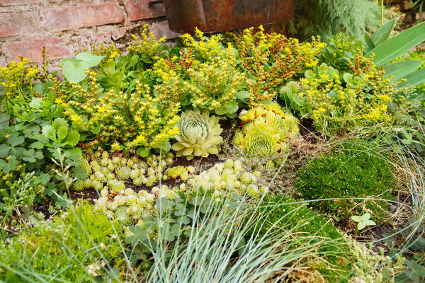 Succulents. flowerbed of perennials with thickened fleshy leaves. 