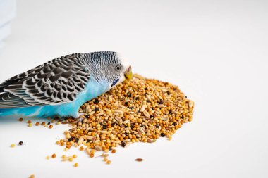 Mavi dalgalı papağan beyaz arka planda kuş yemi yer. evcil hayvan dükkanı.