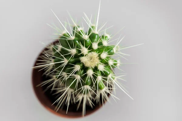 Вид зверху. маленький горщиковий кактус на сірому фоні. кімнатні рослини . — стокове фото
