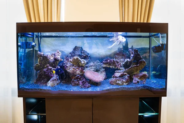 Velké akvárium v interiéru. ryby - domácí zvířata. obchod se zvířaty — Stock fotografie