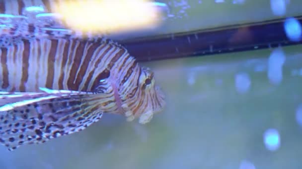 Zebra balığı. Scorpaenidae familyasından deniz ışınları yüzgeçli balıklar.. — Stok video