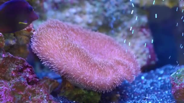 Sarcophyton ist eine Korallengattung der Familie Alcyoniidae — Stockvideo