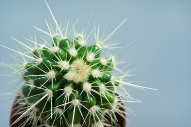 Üst Manzara. Gri arka planda küçük bir saksı kaktüsü. ev bitkileri.