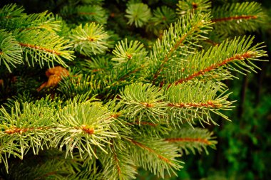 köknarın yeşil dalları. Her zaman yeşil kozalaklı bitki. 