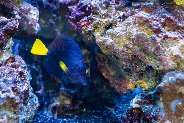 El cebrasoma de cola amarilla es un pez marino con cuerpo azul púrpura y cola amarilla brillante. — Foto de Stock