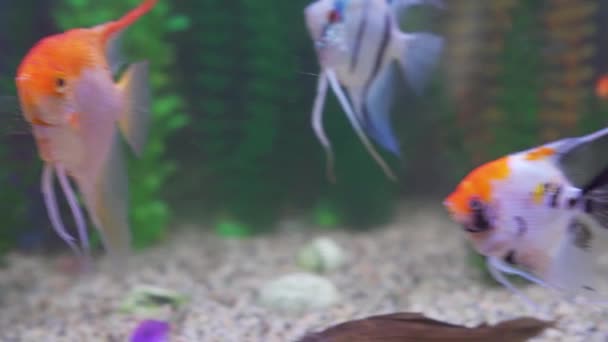 Vissen zwemmen in een zeeaquarium. een element van het interieur. — Stockvideo