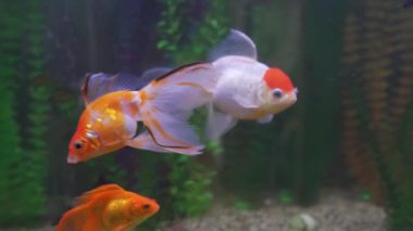 Balıklar deniz akvaryumunda yüzer. İç mekanın bir ögesi.