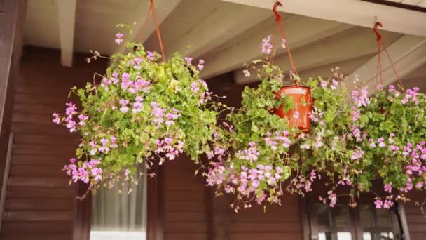 Potten met roze bloemen hangen aan het dak en schommelen in de wind. — Stockvideo