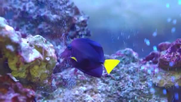 El cebrasoma de cola amarilla es un pez marino con cuerpo azul púrpura y cola amarilla brillante. — Vídeo de stock