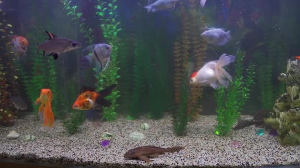 Рыбы плавают в морском аквариуме. элемент интерьера. — стоковое видео