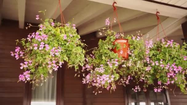 Hrnce s růžovými květy visí ze střechy a houpat ve větru. — Stock video