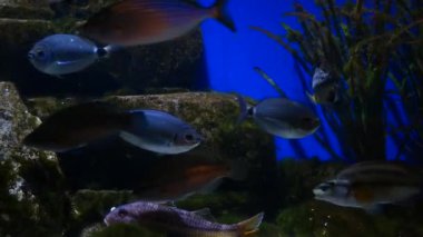 Su altı Dünyası: Omurgasızlar ve Kabuklular Çalışması