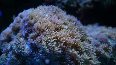 Su altı Dünyası: Omurgasızlar ve Kabuklular Çalışması