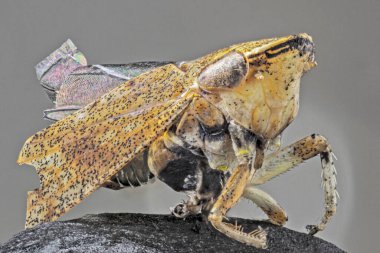 Renkli ve desenli vücudu olan güzel bir böcek. İstifleme tekniğiyle yapılmış.