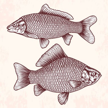 eski okul balıklar çizim