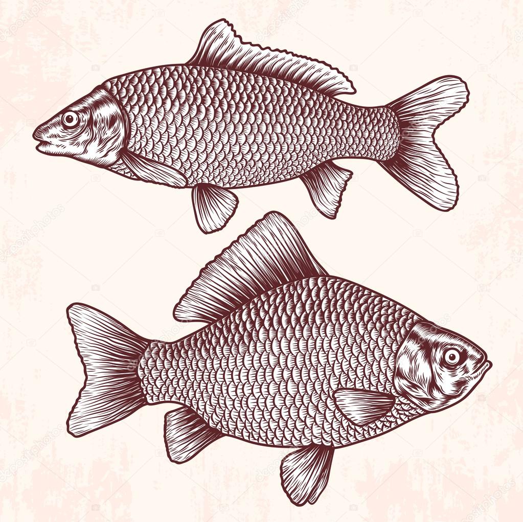 old school fishes drawing