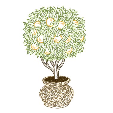 portakal ağacı çizilmiş