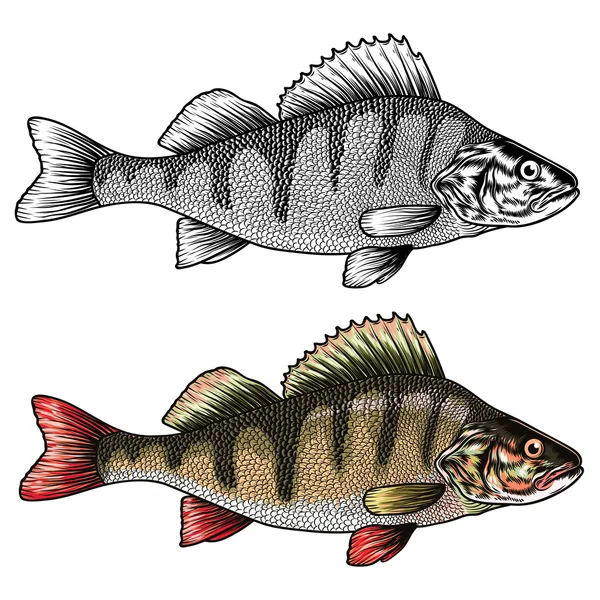 Old school fishes drawing — Stock Vector