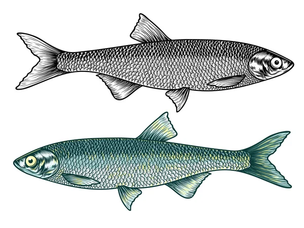 Stara Szkoła ryby rysunek — Wektor stockowy