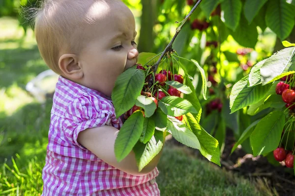 Lindo bebé comiendo cerezas — Foto de Stock