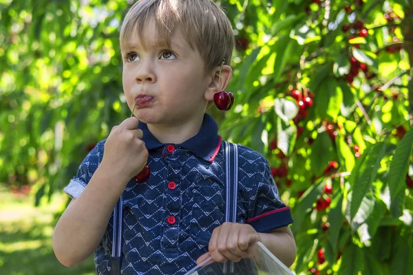 Little boy picking and eating cherries — Stock Photo, Image