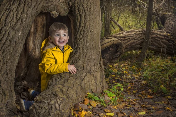 Plying in the dark autumn forest — Stock Photo, Image