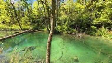 Hırvatistan 'ın Plitvice Lakes Ulusal Parkı' ndaki canlı turkuaz Kozjak Gölü 'nün geniş bir manzarası. Bereketli yeşil orman dağları ufuk çizgisinde parlak, açık bir yaz gökyüzünün altında..