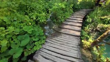 Plitvice Gölleri Ulusal Parkı 'nın canlı turkuaz suları ve yemyeşil bitki örtüsü boyunca ahşap bir sahil yolu esiyor. İzler ziyaretçilere el değmemiş doğal manzara boyunca rehberlik ediyor..