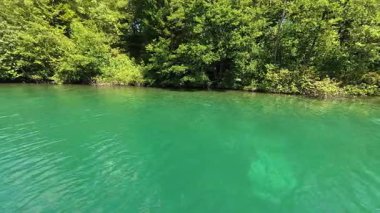 Sade yeşil tatlı su gölü, sakin yüzeyi ve yoğun orman kıyı şeridi olan doğal gün ışığı. Ticari stok kullanımı için uygun arka plan görüntüsü.