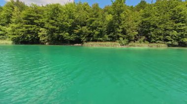 Yumuşak yüzey hareketli temiz zümrüt tatlı su gölü videosu ve gün ışığında kamışların ve sık ağaçların yer aldığı yakın bir orman kıyı şeridi. Doğal arka plan görüntüsü olarak ticari stok kullanımı için uygundur.