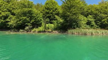 Gündüz vakti ormanlık bir sahil şeridinde görünen sualtı bitki örtüsü desenli sığ zümrüt tatlı su gölü videosu. Doğal arka plan görüntüsü olarak ticari stok kullanımı için uygundur.