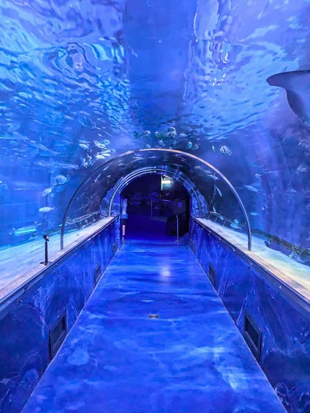İçinde yüzen balıkların olduğu büyük mavi bir akvaryumdan geçen boş bir cam yaya tünelinin iç görüntüsü. Güneş ışığı, şeffaf kemerli geçidin üstündeki su yüzeyinde dalgalanır..