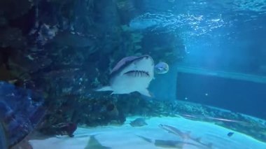 Bir kum kaplanı, ağzı açık ve dişleri mercan resifli büyük mavi bir akvaryum tankında görülebilen bir şekilde kameraya doğru yüzer..