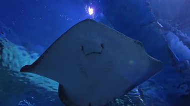 Büyük bir vatoz doğrudan kameranın üzerinde süzülür, bir akvaryum sergisinde berrak mavi suda yüzerken alt ve ağzını ortaya çıkarır..