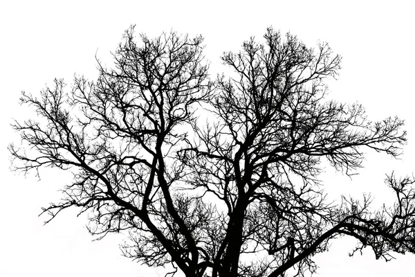 bir ağaç yaprakları olmadan silüeti