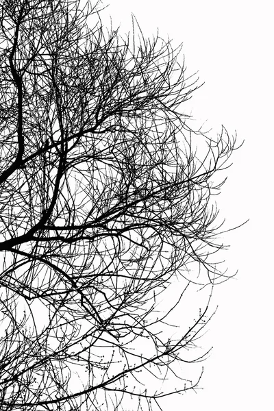 Silhouette di un albero senza foglie — Foto Stock