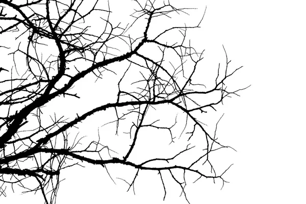 La silhouette noire de l'arbre Photos De Stock Libres De Droits