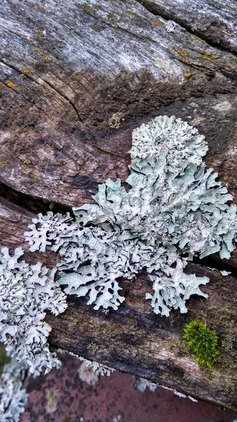 Lichen Bleu Mousse Verte Sur Vieux Carton — Photo