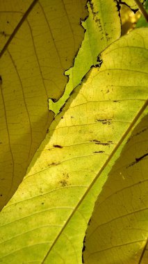 Güneş Mançurya cevizinin sonbahar yapraklarını aydınlatıyor.