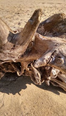 Yaşlı bir ağacın gövdesi kumdaki bir dalga tarafından fırlatıldı.