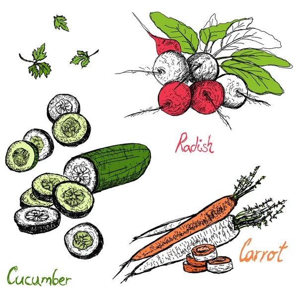 Handgezeichnete Gemüsevektorillustrationen Frische Karotten Radieschen Und Gurken Skizzenstil Isoliert Auf — Stockvektor