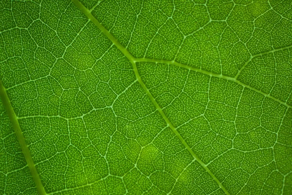 Natural  Canna leaf — Stock Photo, Image