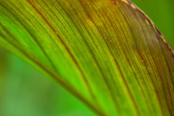 Natural  Canna leaf